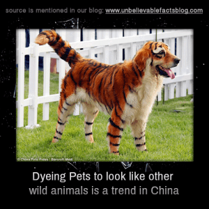 10245328_721021064676745_1835390591046835978_n